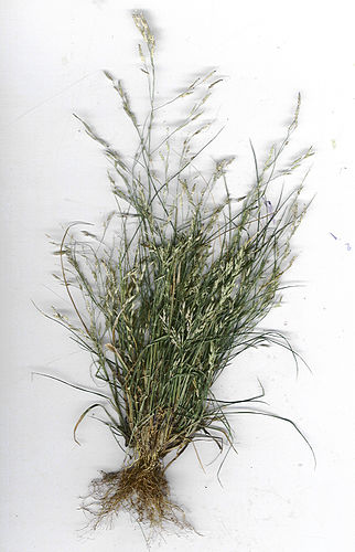 Eragrostis pectinacea